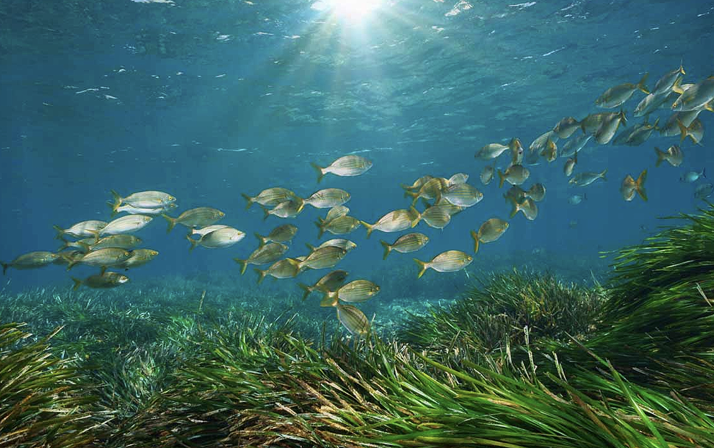 PosidoniaOceanica: &Eta; &Alpha;&Kappa;&Tau;&Eta; &mu;&alpha;&sigmaf; &sigma;&upsilon;&sigma;&tau;ή&nu;&epsilon;&iota; &tau;&omicron;&upsilon;&sigmaf; &laquo;&pi;&nu;&epsilon;ύ&mu;&omicron;&nu;&epsilon;&sigmaf; &tau;&eta;&sigmaf; &Mu;&epsilon;&sigma;&omicron;&gamma;&epsilon;ί&omicron;&upsilon;&raquo;!