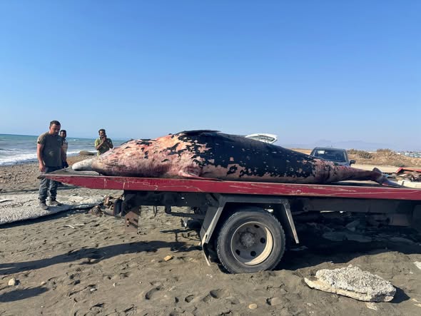 &Nu;&epsilon;&kappa;&rho;ή &phi;ά&lambda;&alpha;&iota;&nu;&alpha; &xi;&epsilon;&beta;&rho;ά&sigma;&tau;&eta;&kappa;&epsilon; &sigma;&epsilon; &alpha;&kappa;&tau;ή &tau;&omega;&nu; &kappa;&alpha;&tau;&epsilon;&chi;&omicron;&mu;έ&nu;&omega;&nu; - &Tau;&alpha; &pi;&iota;&theta;&alpha;&nu;ά &alpha;ί&tau;&iota;&alpha; &kappa;&alpha;&iota; &omicron;&iota; &alpha;&nu;&eta;&sigma;&upsilon;&chi;ί&epsilon;&sigmaf; (&Phi;&Omega;&Tau;&Omicron;&Sigma;)