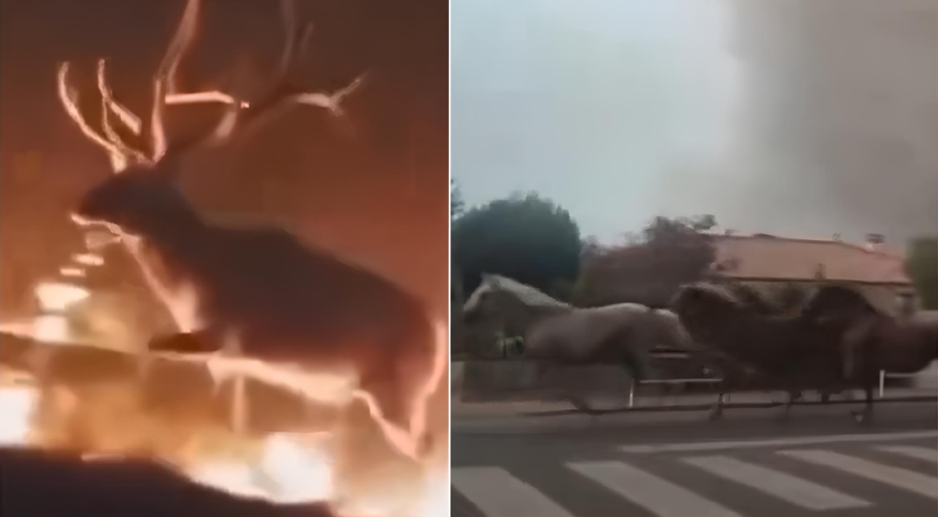 &Sigma;&upsilon;&gamma;&kappa;&lambda;&omicron;&nu;&iota;&sigma;&tau;&iota;&kappa;ά &beta;ί&nu;&tau;&epsilon;&omicron; &mu;&epsilon; &zeta;ώ&alpha; &pi;&omicron;&upsilon; &pi;&alpha;&lambda;&epsilon;ύ&omicron;&upsilon;&nu; &nu;&alpha; &xi;&epsilon;&phi;ύ&gamma;&omicron;&upsilon;&nu; &alpha;&pi;ό &tau;&iota;&sigmaf; &phi;&lambda;ό&gamma;&epsilon;&sigmaf; &sigma;&epsilon; &Iota;&sigma;&pi;&alpha;&nu;ί&alpha; &kappa;&alpha;&iota; &Gamma;&alpha;&lambda;&lambda;ί&alpha;