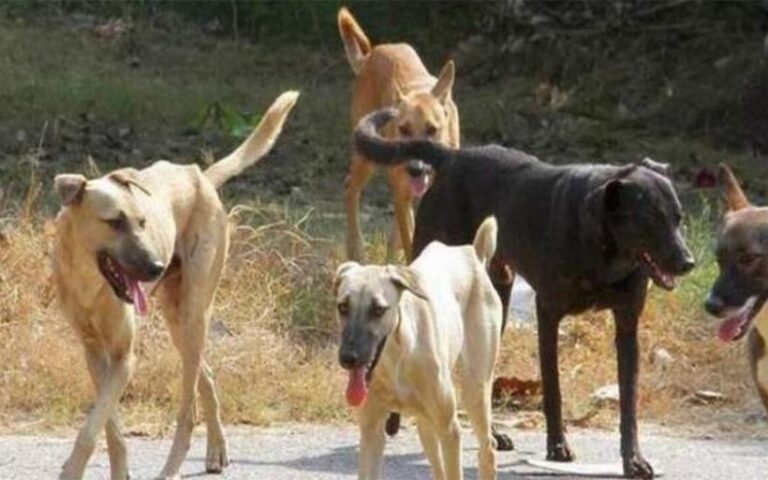 &Alpha;&nu;&alpha;&zeta;&eta;&tau;&epsilon;ί&tau;&alpha;&iota; &nu;ό&mu;&iota;&mu;&eta; &lambda;ύ&sigma;&eta; &gamma;&iota;&alpha; &tau;&omicron;&upsilon;&sigmaf; &alpha;&delta;έ&sigma;&pi;&omicron;&tau;&omicron;&upsilon;&sigmaf; &sigma;&kappa;ύ&lambda;&omicron;&upsilon;&sigmaf; &sigma;&tau;&omicron; &Kappa;&rho;&alpha;&tau;&iota;&kappa;ό &Delta;ά&sigma;&omicron;&sigmaf; &Pi;ά&phi;&omicron;&upsilon;
