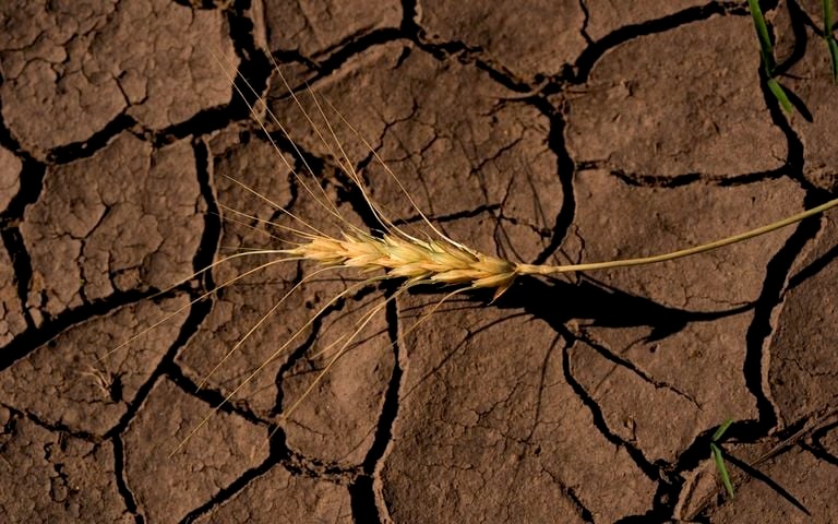 &Tau;&omicron; El Ni&ntilde;o &alpha;&pi;&epsilon;&iota;&lambda;&epsilon;ί &kappa;&alpha;&lambda;&lambda;&iota;έ&rho;&gamma;&epsilon;&iota;&epsilon;&sigmaf; &kappa;&alpha;&iota; &tau;&iota;&sigmaf; &tau;&iota;&mu;έ&sigmaf; &tau;&rho;&omicron;&phi;ί&mu;&omega;&nu;