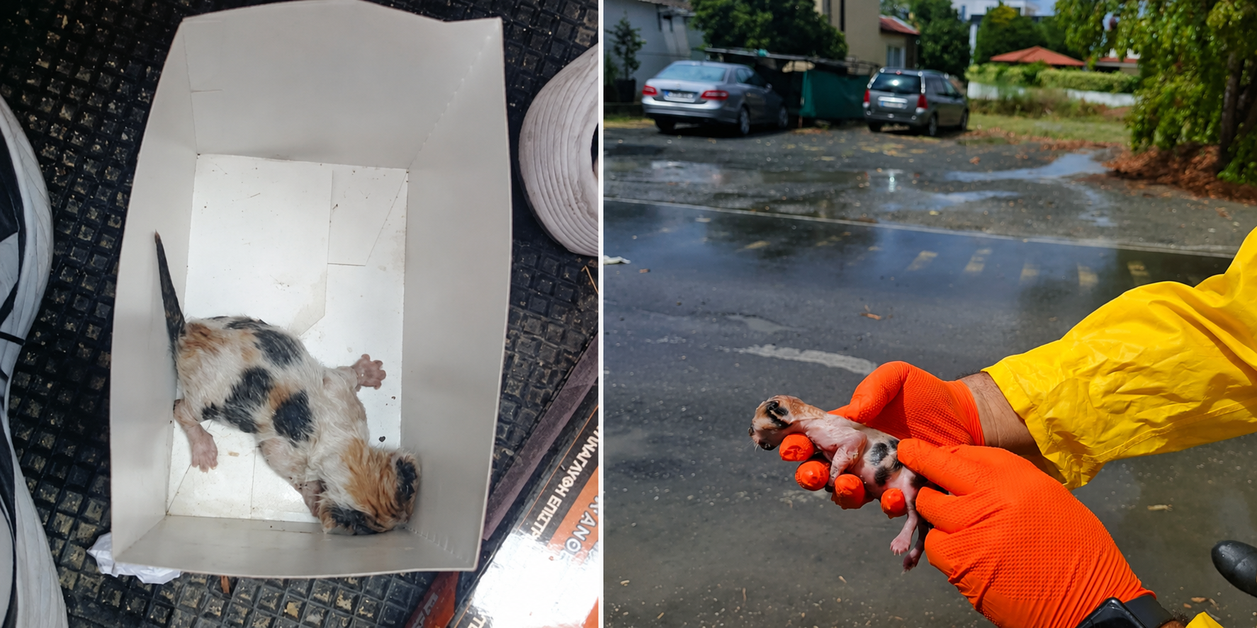 Έ&sigma;&omega;&sigma;&alpha;&nu; &mu;&iota;&alpha; &alpha;&nu;&upsilon;&pi;&epsilon;&rho;ά&sigma;&pi;&iota;&sigma;&tau;&eta; &psi;&upsilon;&chi;&omicron;ύ&lambda;&alpha; &sigma;&tau;&omicron; &Delta;ά&lambda;&iota;